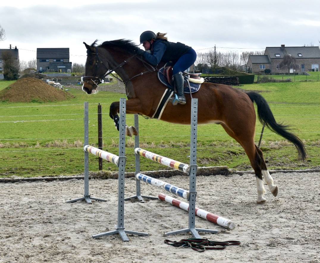 Gelding BWP Belgian Warmblood For sale 2011 Bay