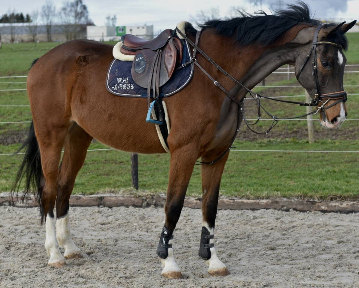 Gelding BWP Belgian Warmblood For sale 2011 Bay