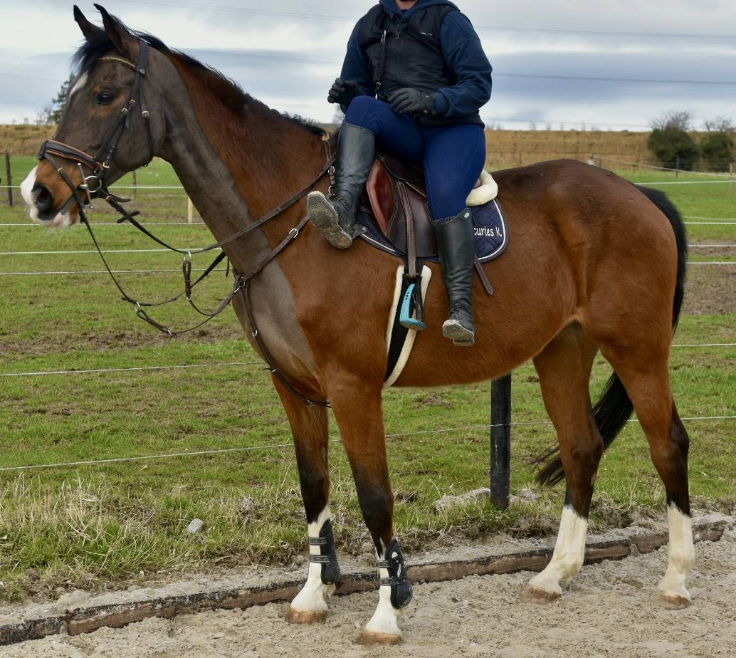 Gelding BWP Belgian Warmblood For sale 2011 Bay