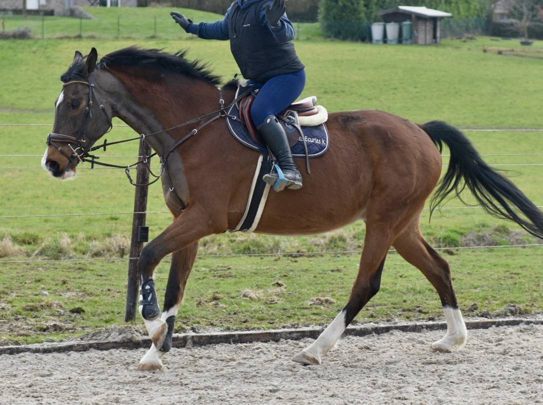 Gelding BWP Belgian Warmblood For sale 2011 Bay