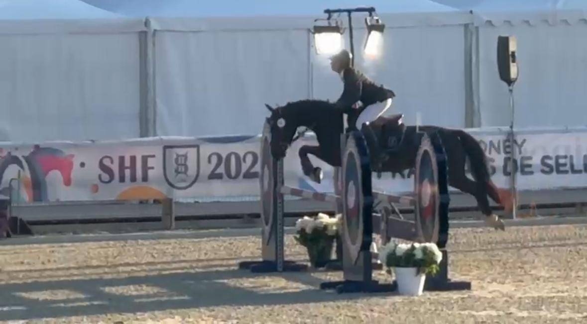 Mare Origin Recorded For sale 2020 Black