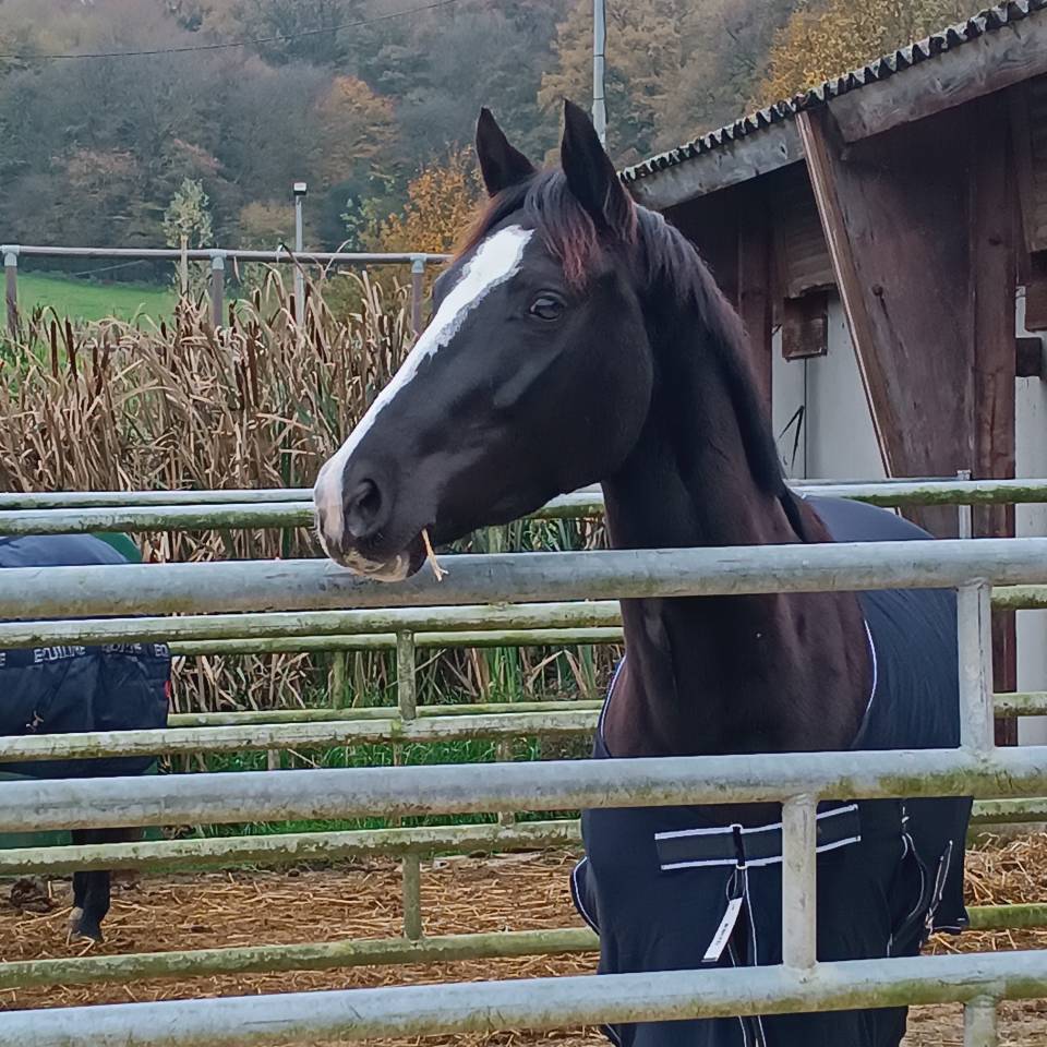Mare Origin Recorded For sale 2020 Black
