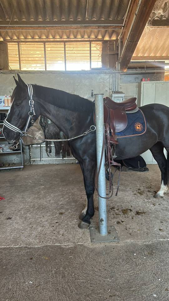 Mare Origin Recorded For sale 2020 Black