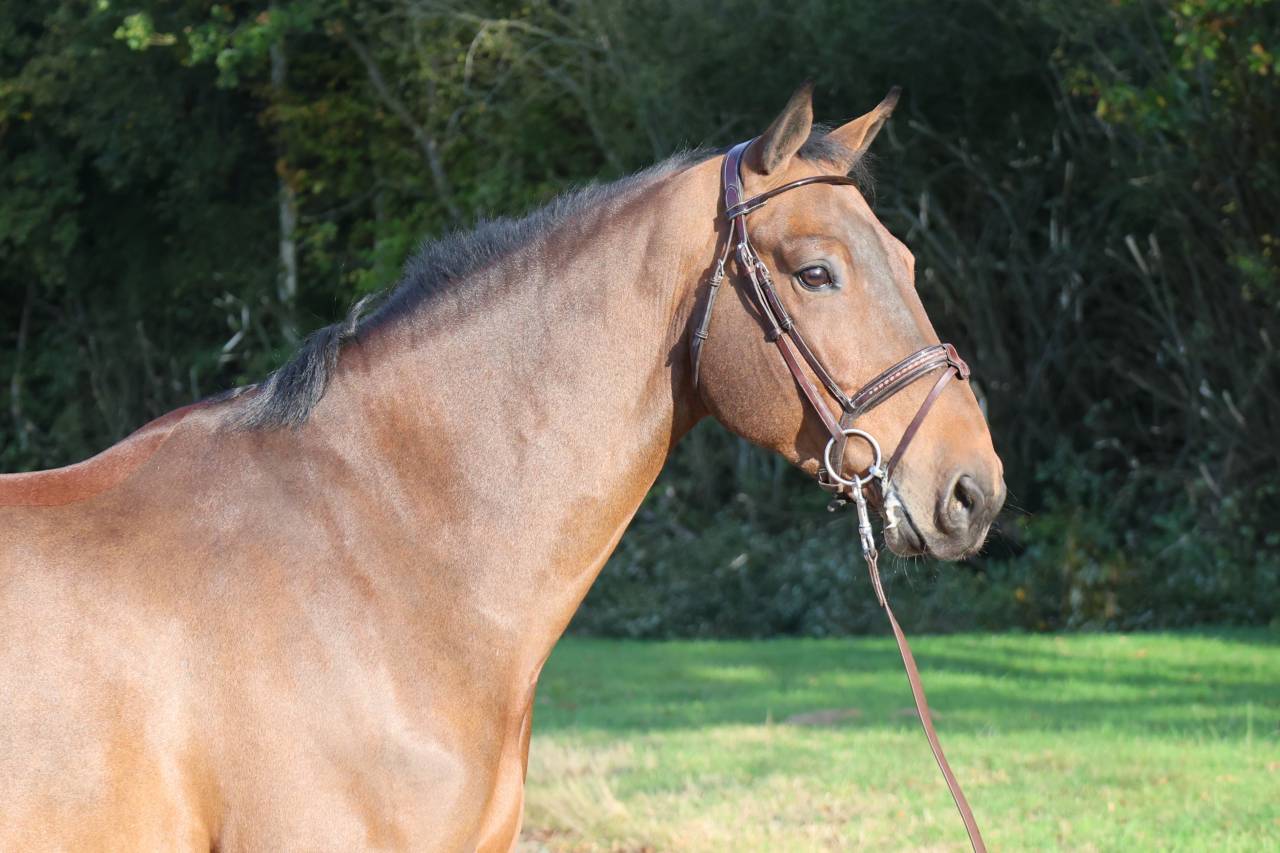 Gelding Selle Fran&ccedil;ais For sale 2019 Bay