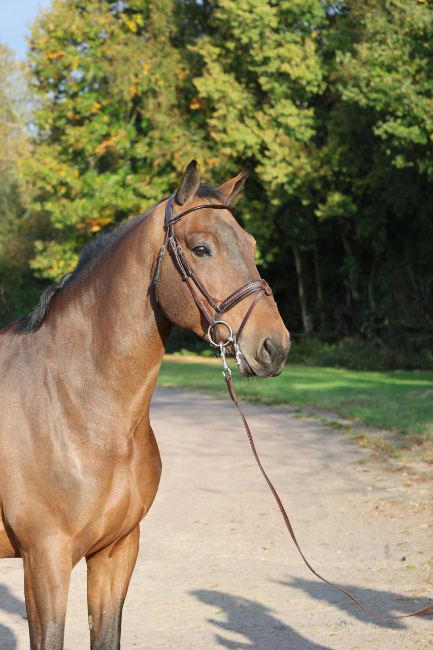 Gelding Selle Fran&ccedil;ais For sale 2019 Bay