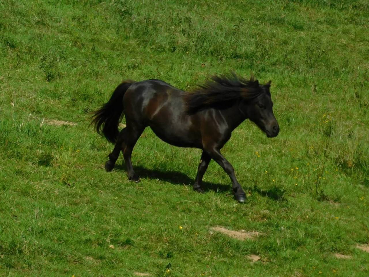 Filly Origin Recorded For sale 2024 Black