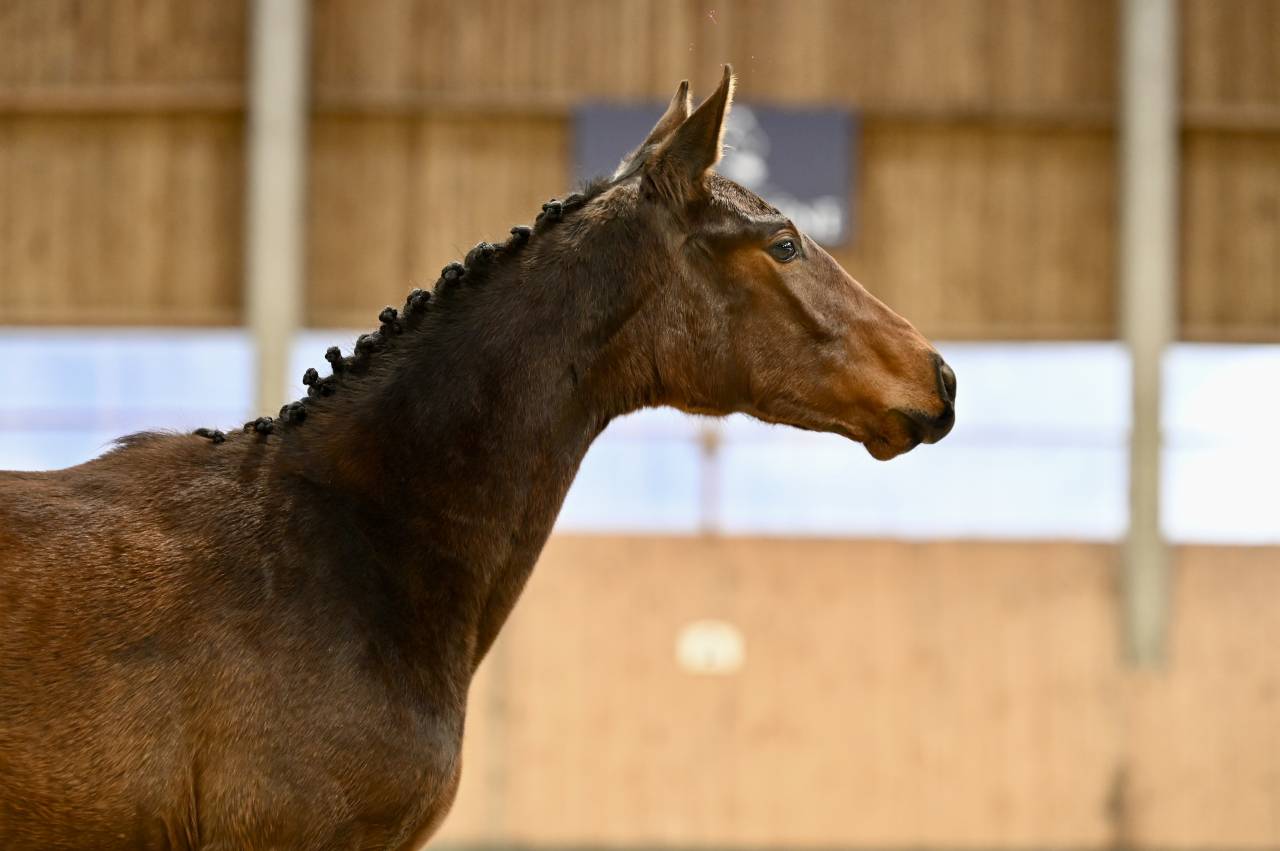 Mare Zangersheide For sale 2025 Bay