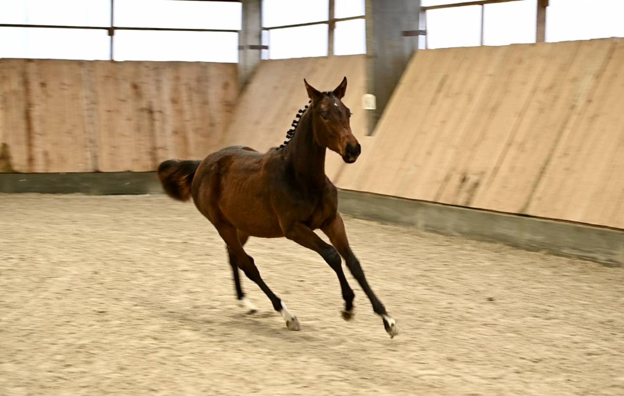 Mare Zangersheide For sale 2025 Bay