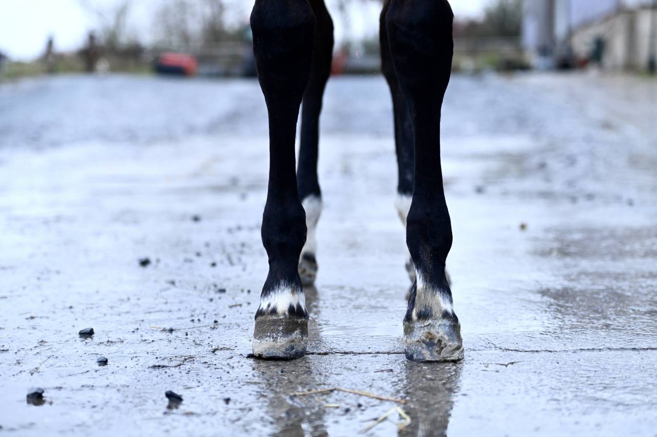 Mare Zangersheide For sale 2025 Bay