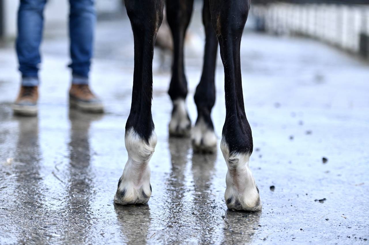 Mare Zangersheide For sale 2025 Bay