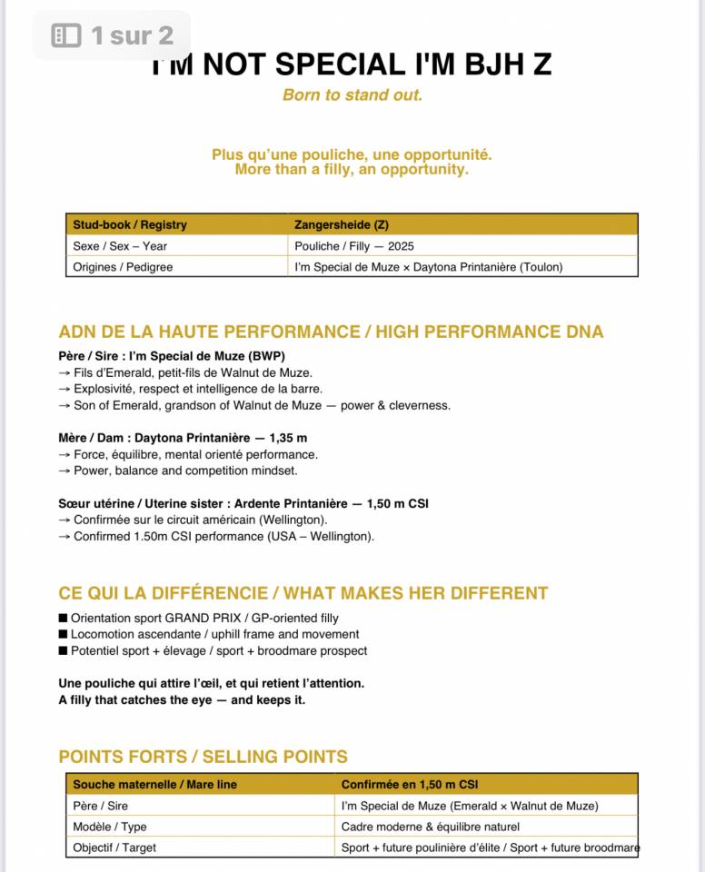 Mare Zangersheide For sale 2025 Bay