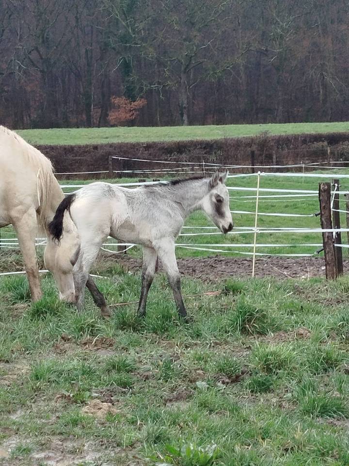 Colt Connemara For sale 2026 Buckskin