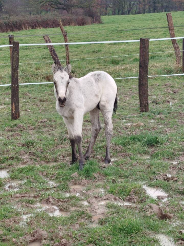 Colt Connemara For sale 2026 Buckskin