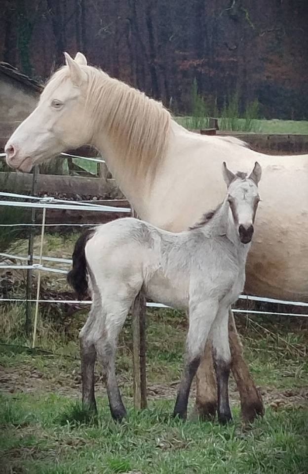 Colt Connemara For sale 2026 Buckskin