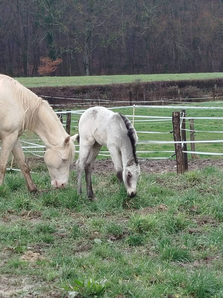 Colt Connemara For sale 2026 Buckskin