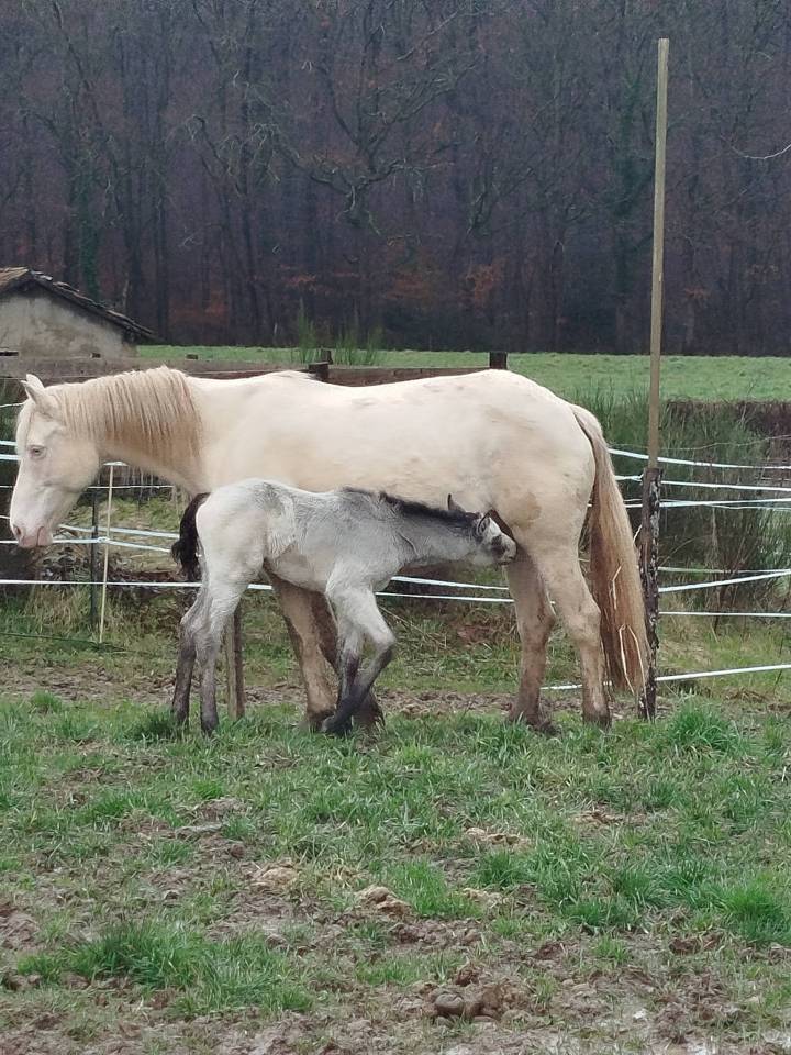 Colt Connemara For sale 2026 Buckskin