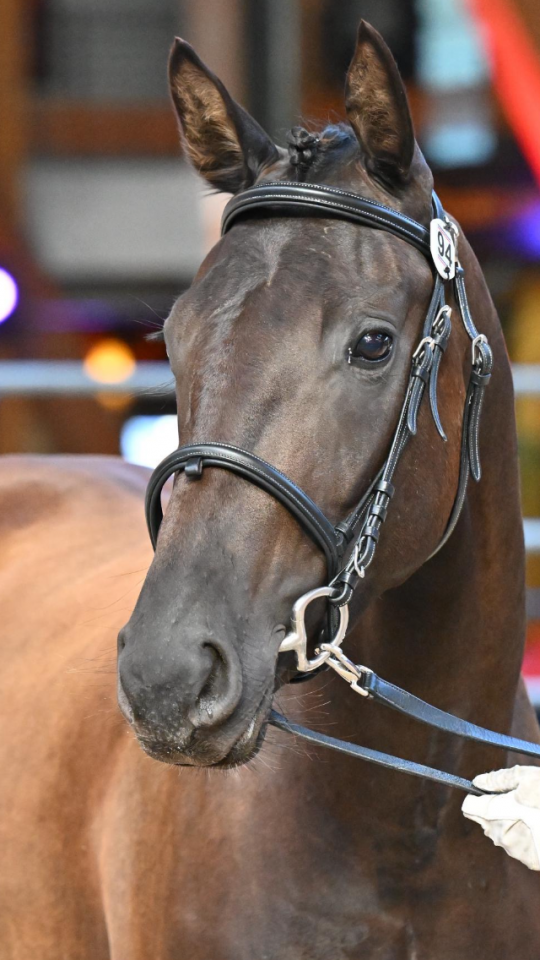 Filly Selle Fran&ccedil;ais For sale 2022 Black