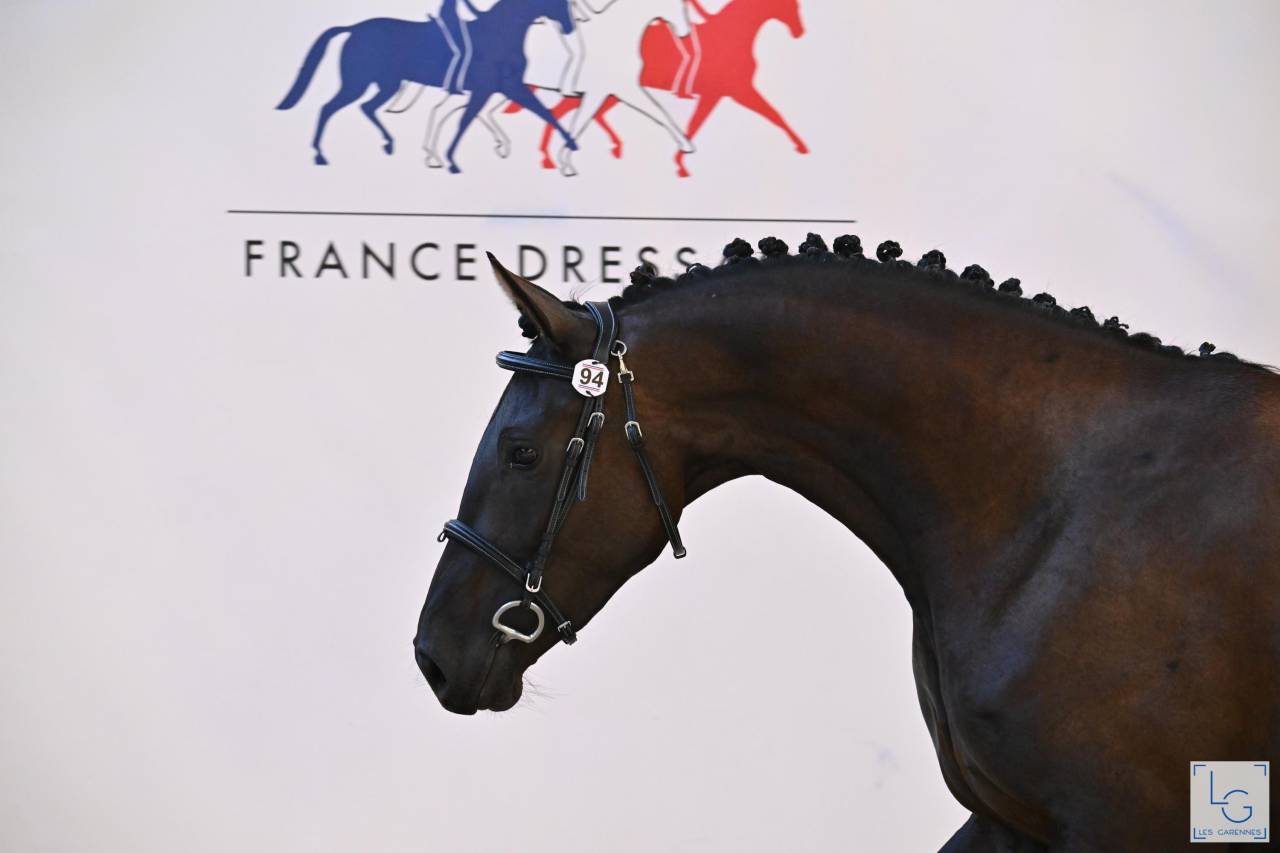 Filly Selle Fran&ccedil;ais For sale 2022 Black