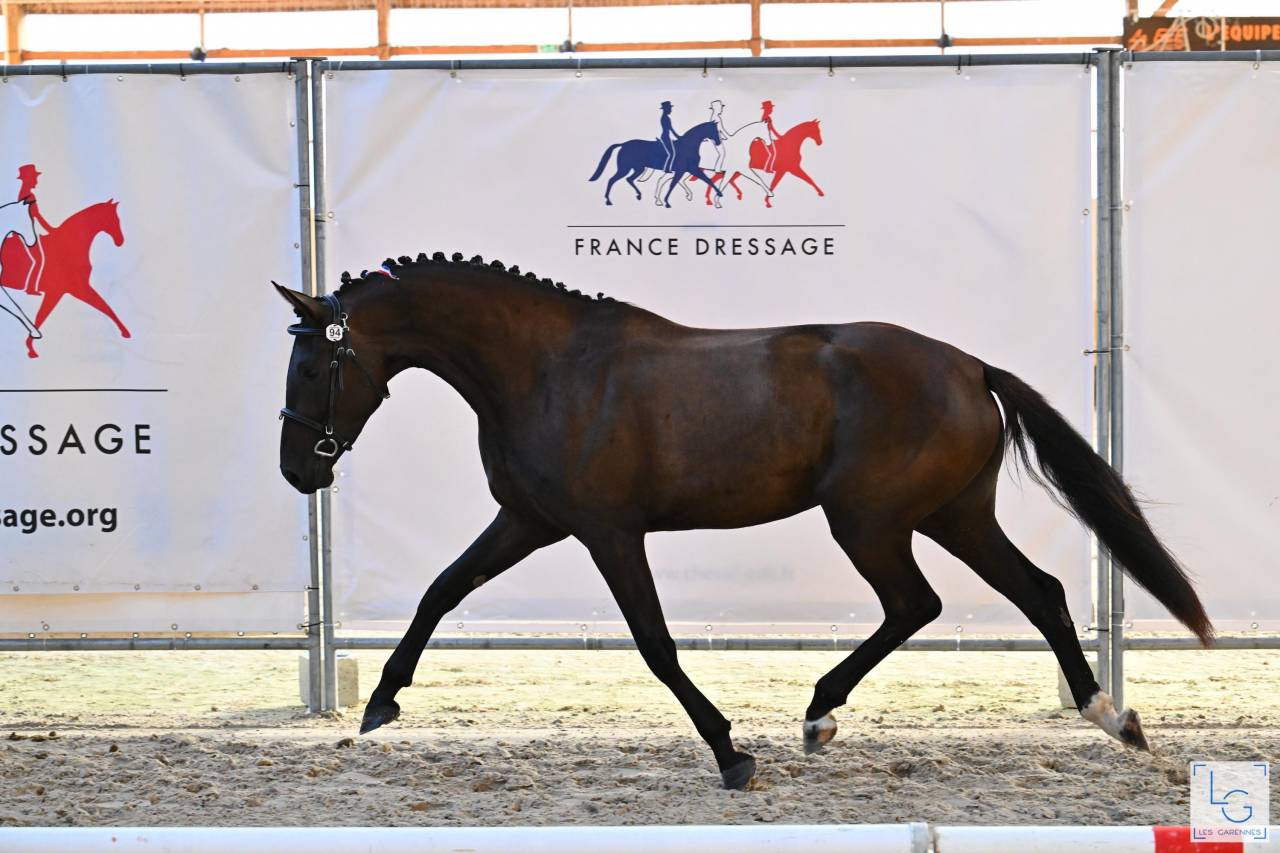 Filly Selle Fran&ccedil;ais For sale 2022 Black