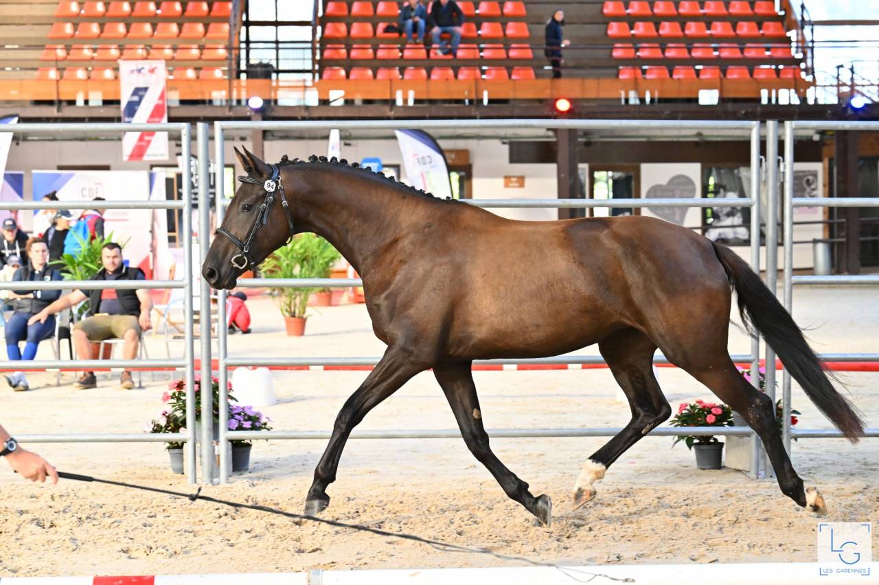 Filly Selle Fran&ccedil;ais For sale 2022 Black