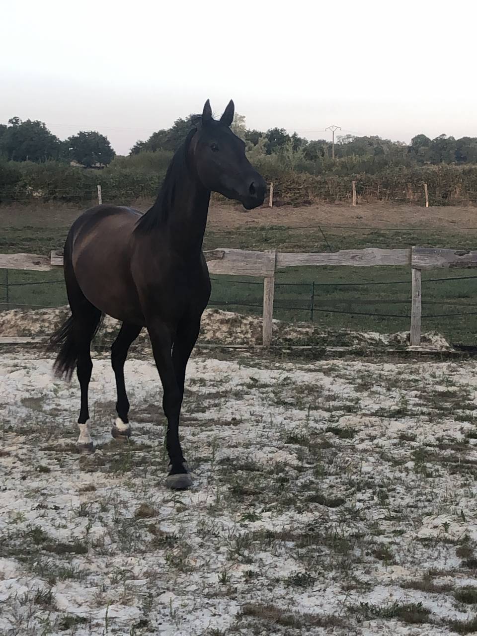 Filly Selle Fran&ccedil;ais For sale 2022 Black