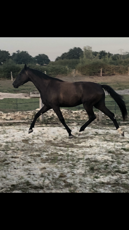 Filly Selle Fran&ccedil;ais For sale 2022 Black