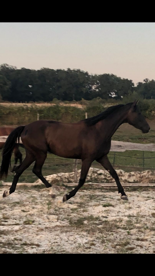Filly Selle Fran&ccedil;ais For sale 2022 Black