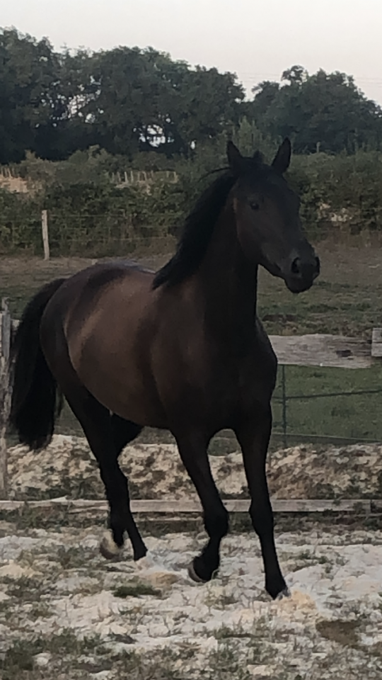 Filly Selle Fran&ccedil;ais For sale 2022 Black