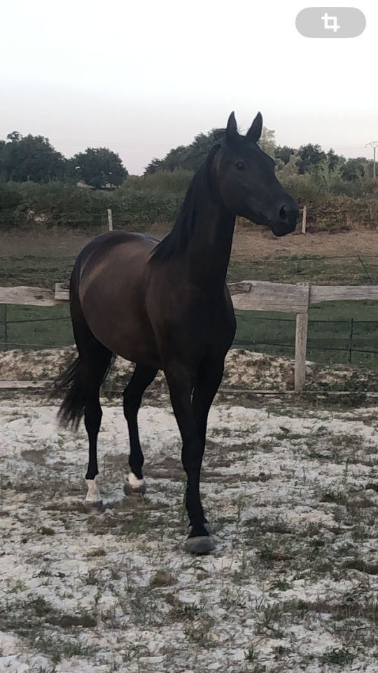 Filly Selle Fran&ccedil;ais For sale 2022 Black