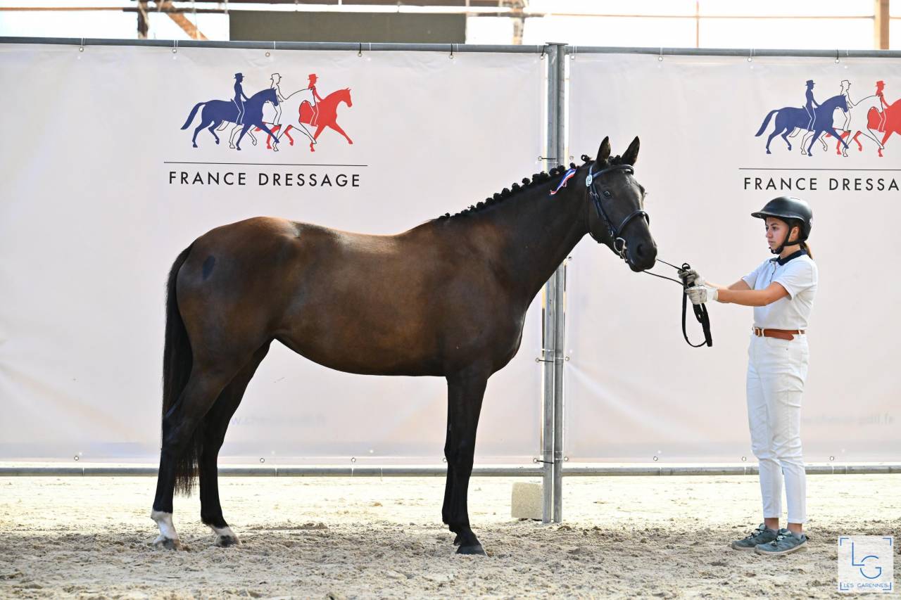 Filly Selle Fran&ccedil;ais For sale 2022 Black