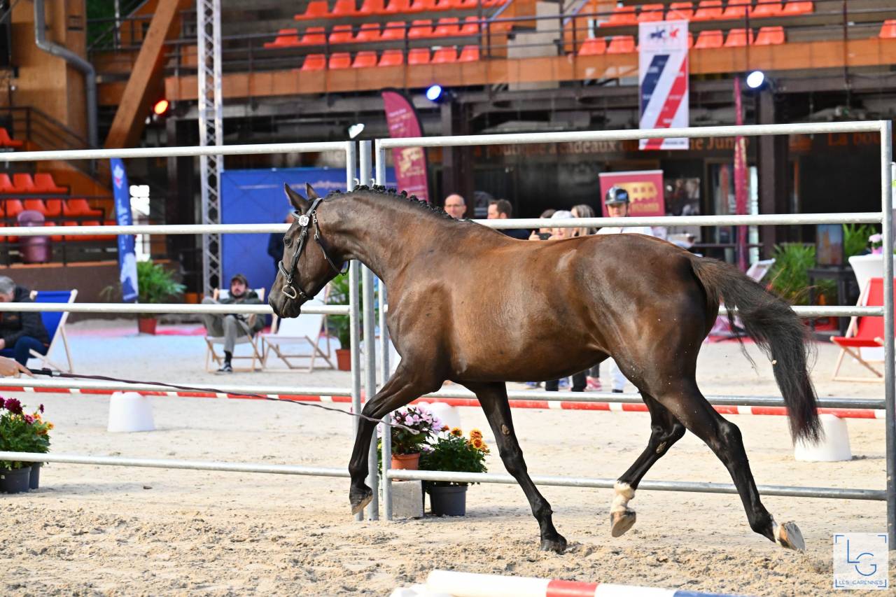 Filly Selle Fran&ccedil;ais For sale 2022 Black