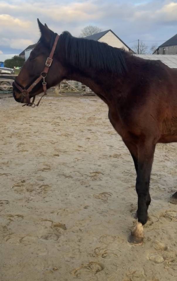 Entire KWPN Dutch Warmblood For sale 2024 Dark Bay