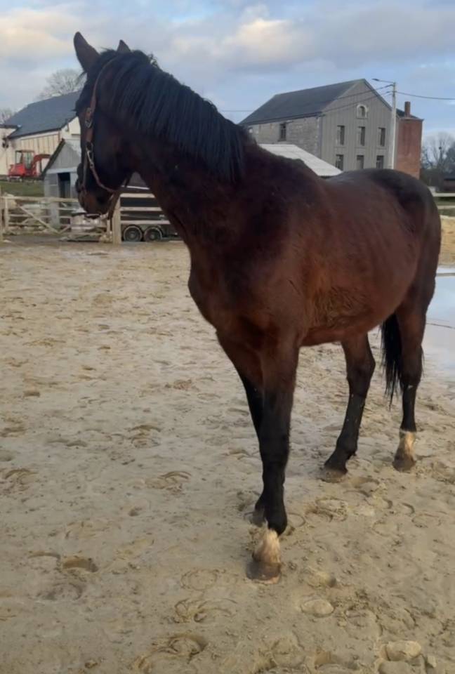 Entire KWPN Dutch Warmblood For sale 2024 Dark Bay