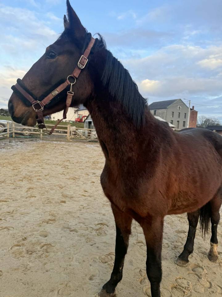 Entire KWPN Dutch Warmblood For sale 2024 Dark Bay