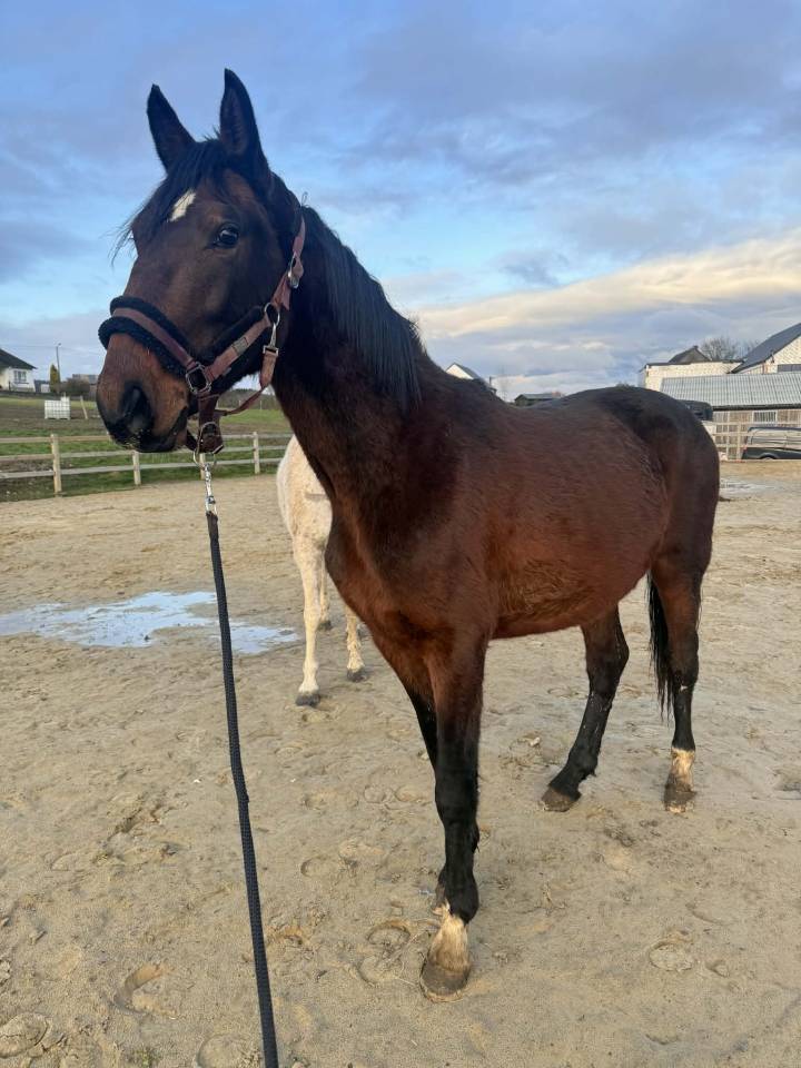Entire KWPN Dutch Warmblood For sale 2024 Dark Bay