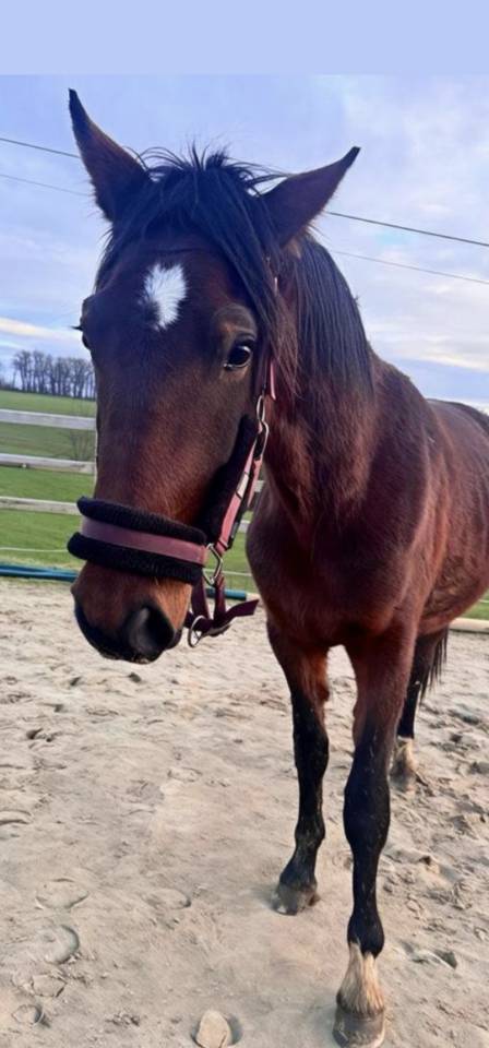 Entire KWPN Dutch Warmblood For sale 2024 Dark Bay
