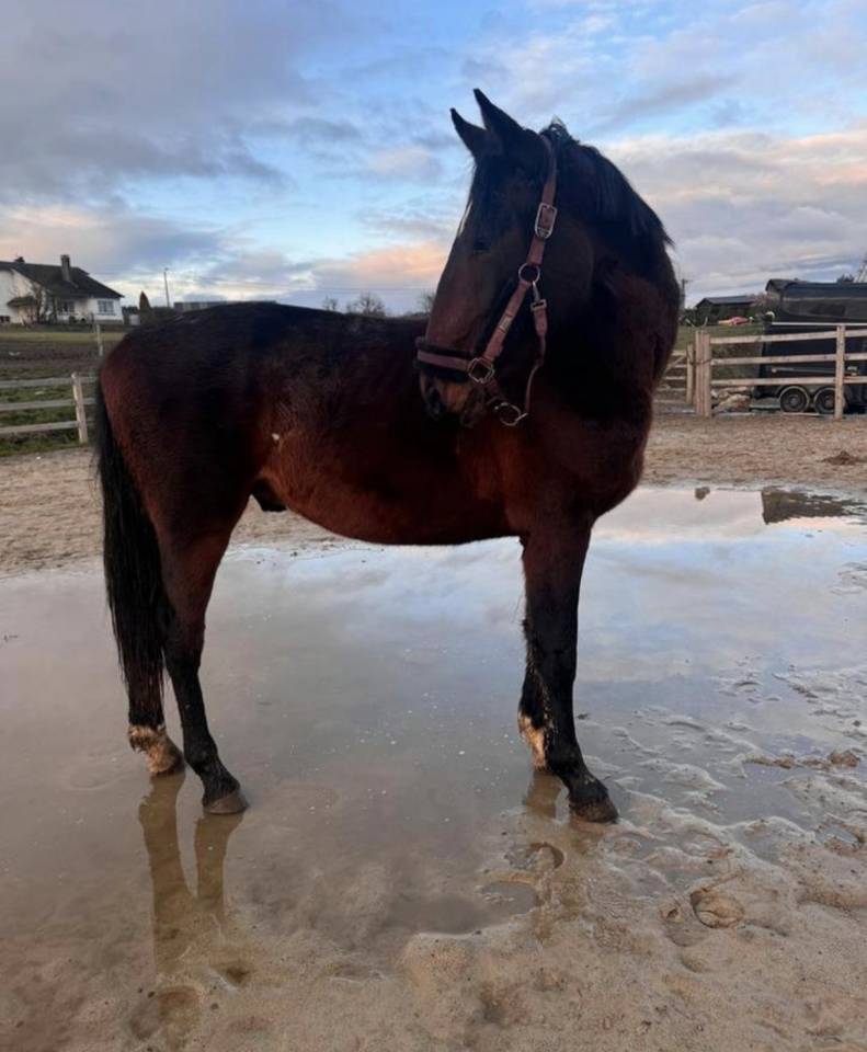 Entire KWPN Dutch Warmblood For sale 2024 Dark Bay