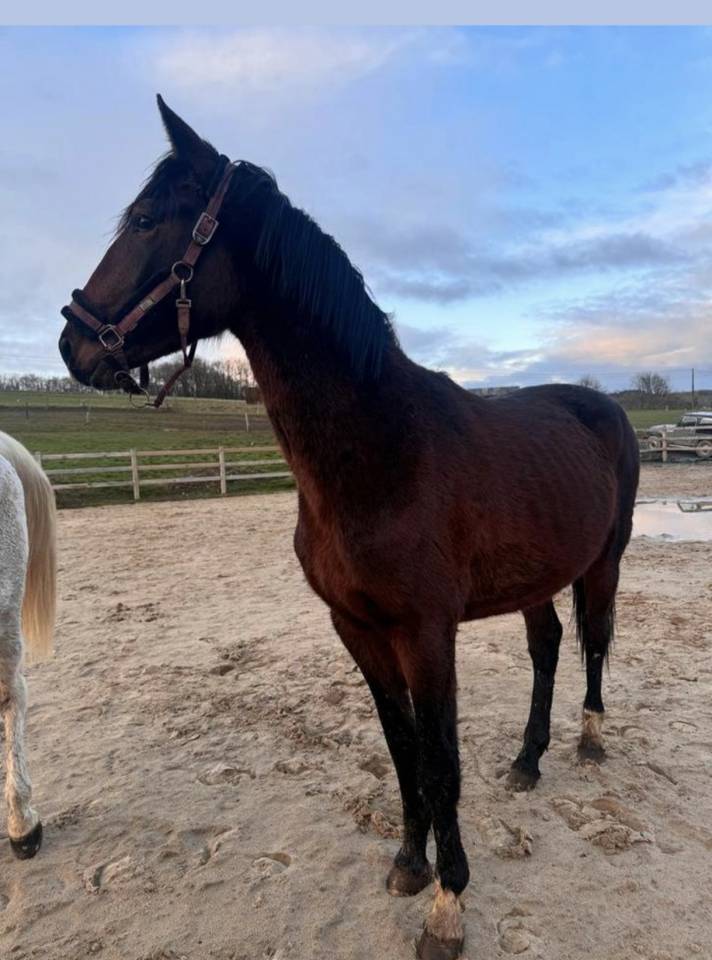 Entire KWPN Dutch Warmblood For sale 2024 Dark Bay
