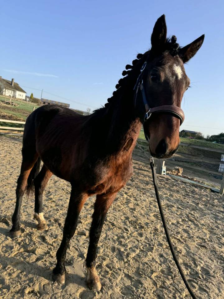 Entire KWPN Dutch Warmblood For sale 2024 Dark Bay