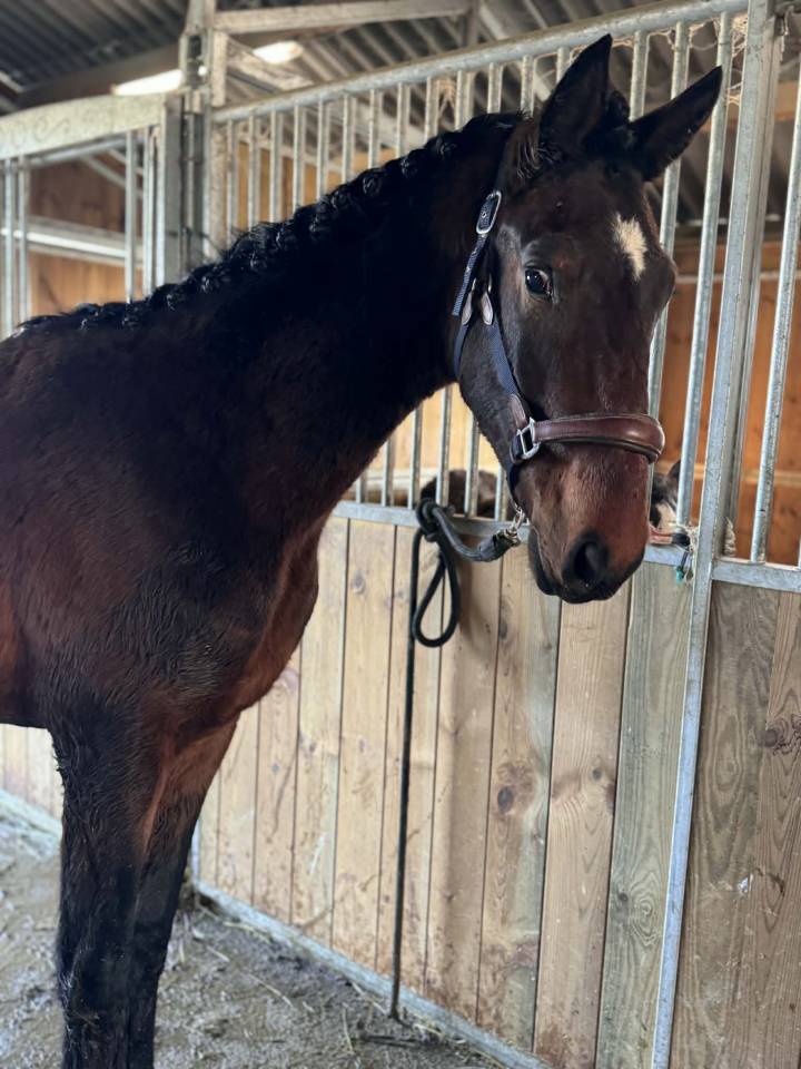 Entire KWPN Dutch Warmblood For sale 2024 Dark Bay