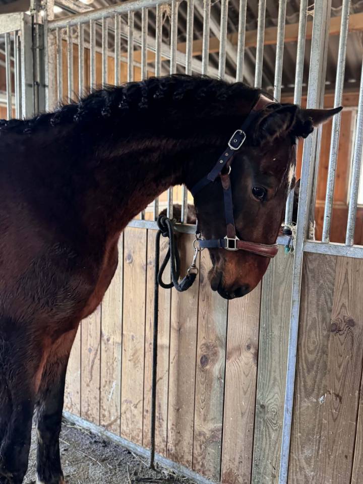 Entire KWPN Dutch Warmblood For sale 2024 Dark Bay