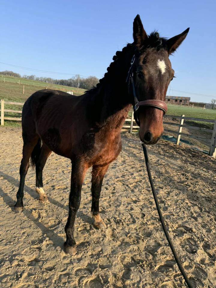 Entire KWPN Dutch Warmblood For sale 2024 Dark Bay