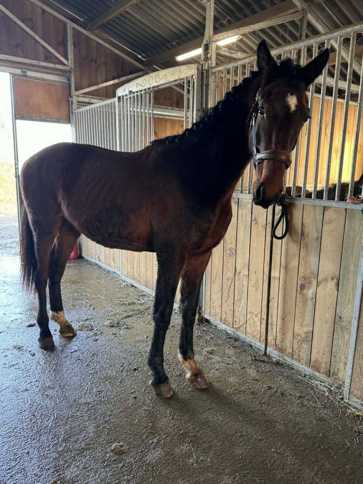 Entire KWPN Dutch Warmblood For sale 2024 Dark Bay