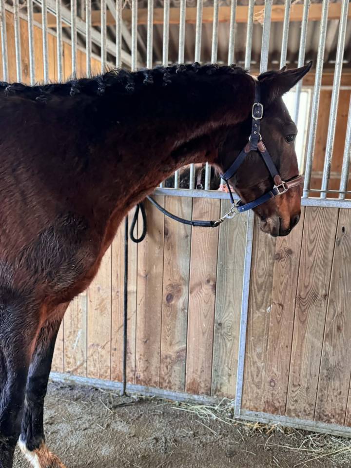 Entire KWPN Dutch Warmblood For sale 2024 Dark Bay