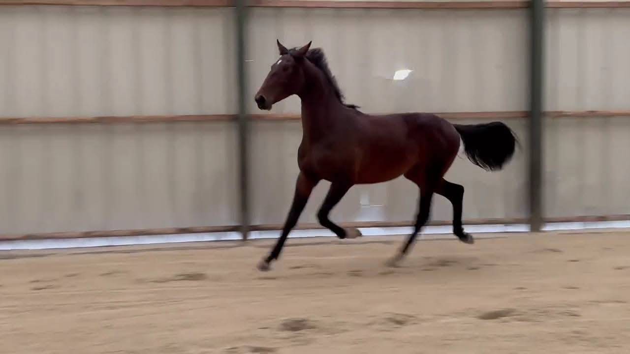 Entire KWPN Dutch Warmblood For sale 2024 Dark Bay
