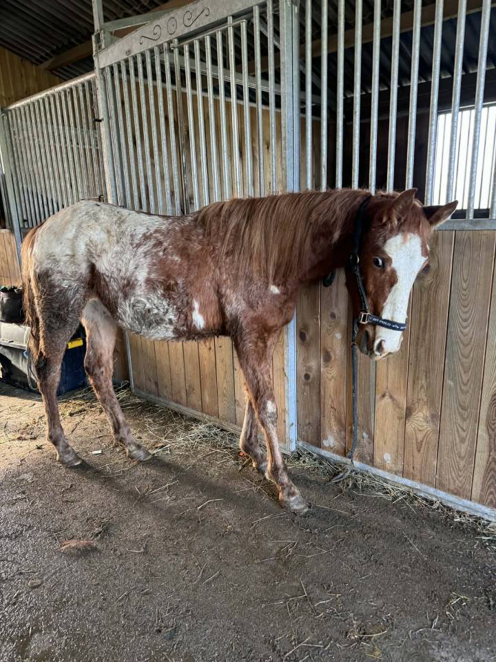 Entire AES Anglo European Studbook For sale 2024 Overo