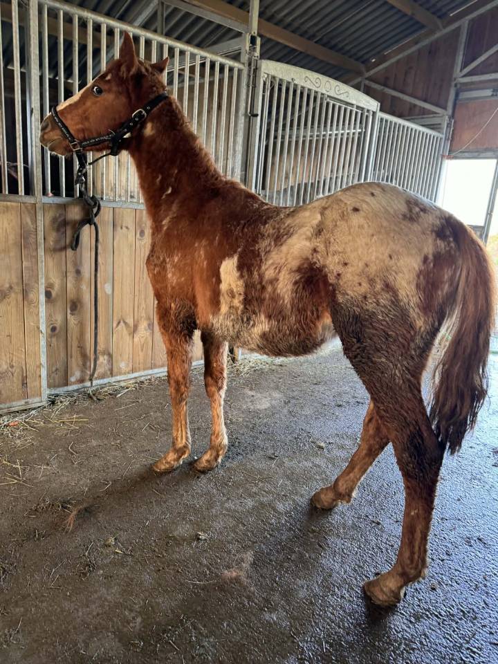 Entire AES Anglo European Studbook For sale 2024 Overo