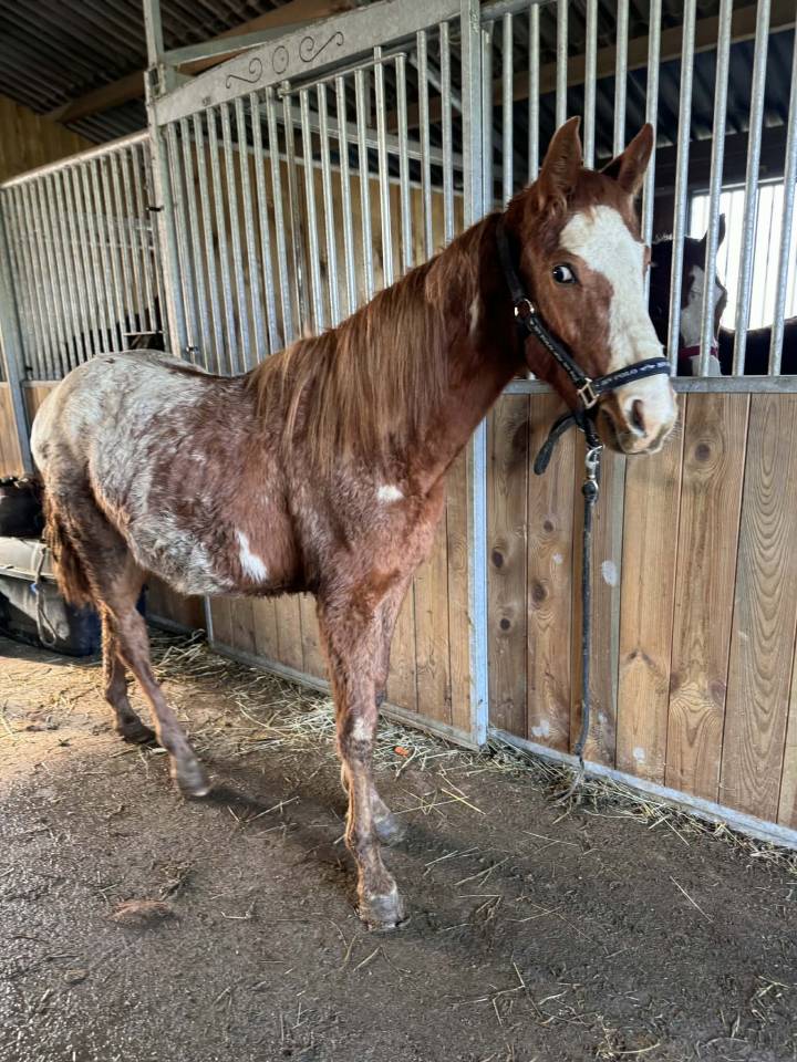 Entire AES Anglo European Studbook For sale 2024 Overo