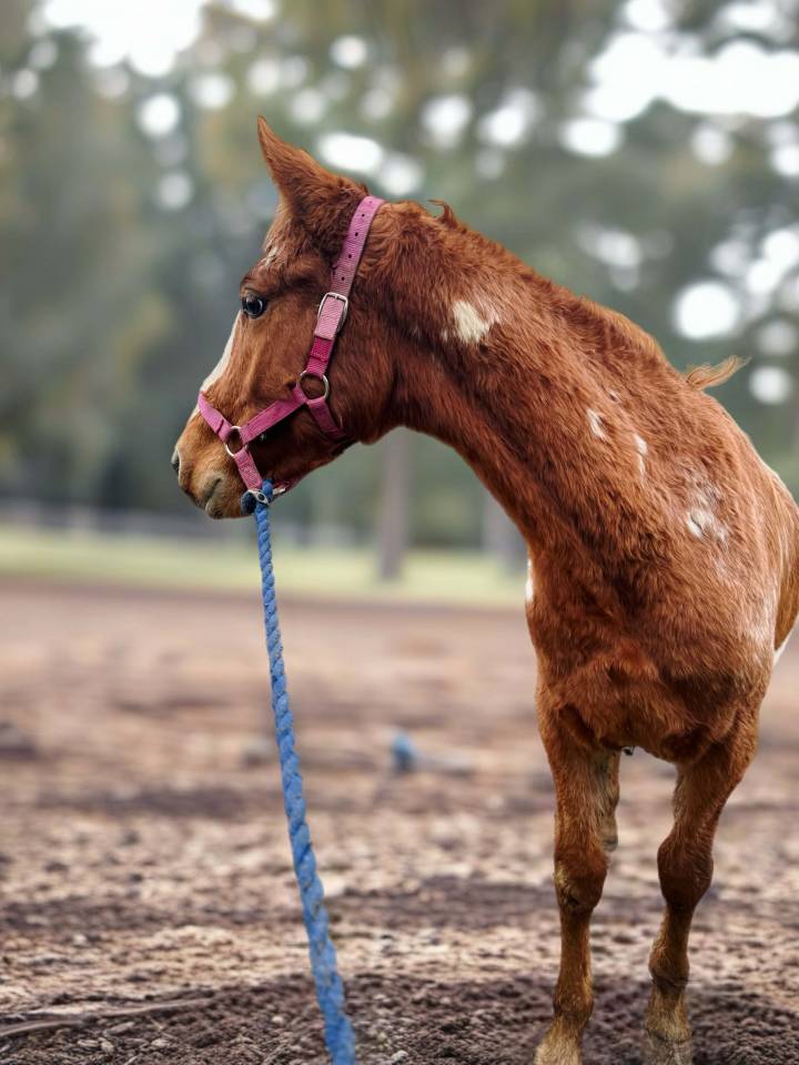 Entire AES Anglo European Studbook For sale 2024 Overo