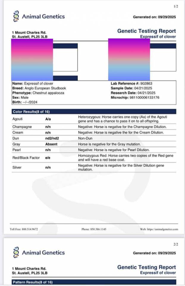 Entire AES Anglo European Studbook For sale 2024 Overo